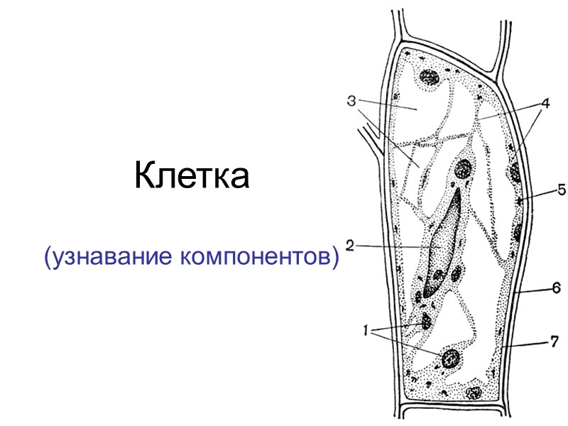 Клетка (узнавание компонентов)